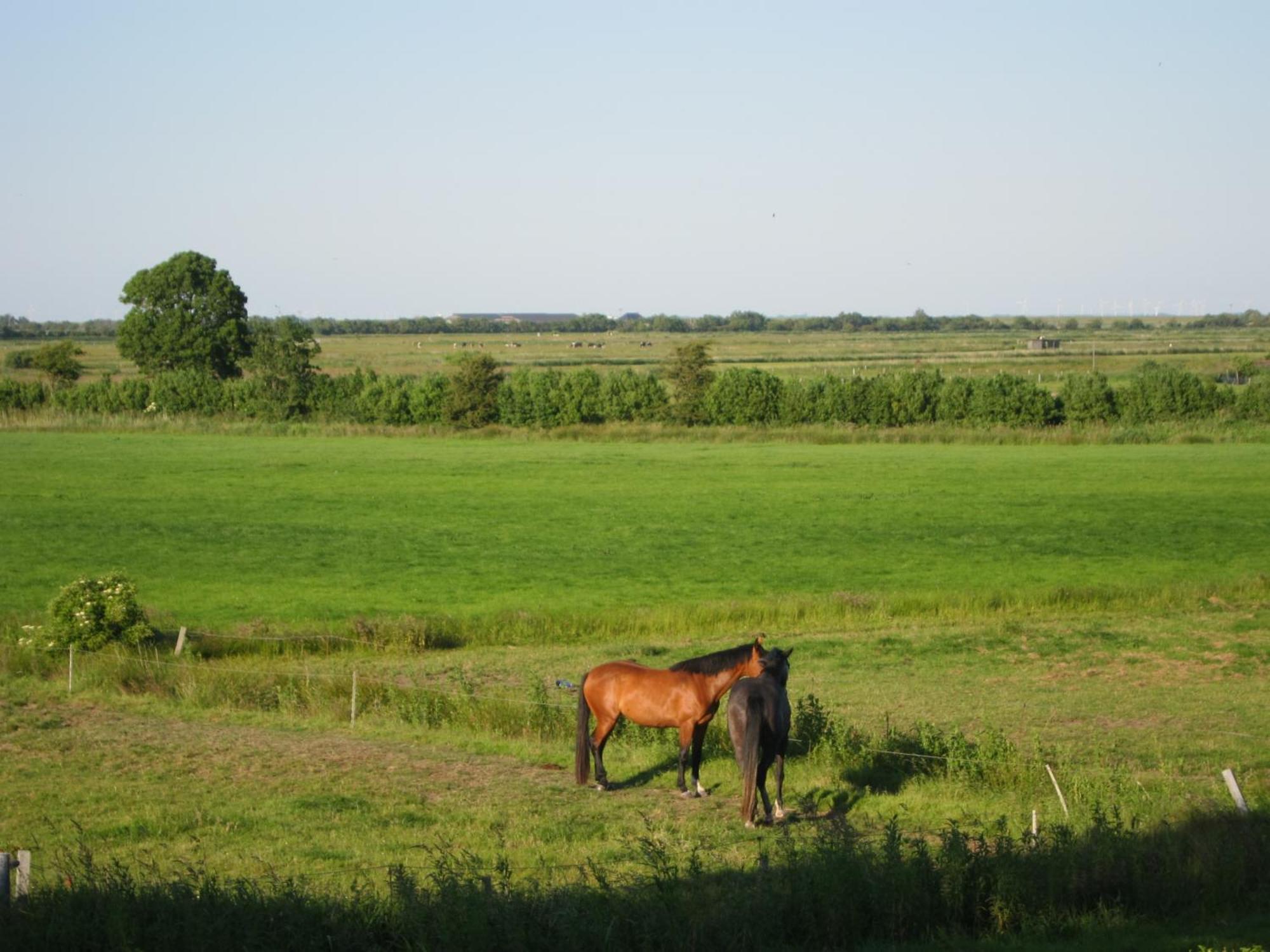 Nordseekrabbe 12 Herrenhof 브릭숨 외부 사진